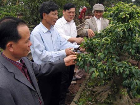 Bonsai, cay canh nghe thuat, cây cảnh nghệ thuật, cay the, cây thế, triển lãm bonsai, trien lam bonsai, triển lãm cây thế, trien lam cay the